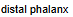 distal phalanx